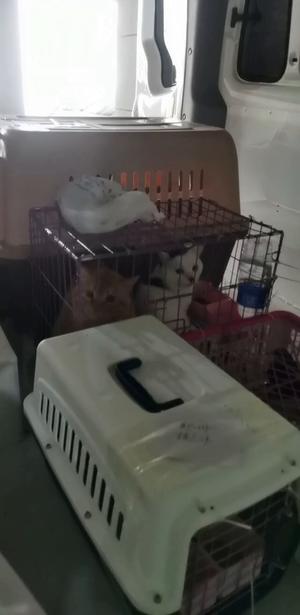 高州宠物托运{猫狗}活体运输邮寄安全高效2022/今日/高州