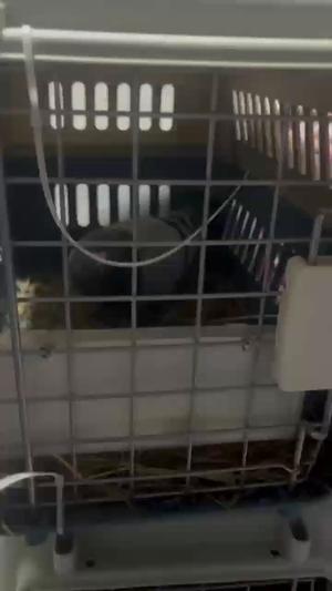 开封兰考宠物托运 （猫狗活体运输）证件办理 空运 陆运