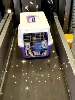 莆田到全国）宠物托运（猫狗）邮寄快递（宠物活体运输
