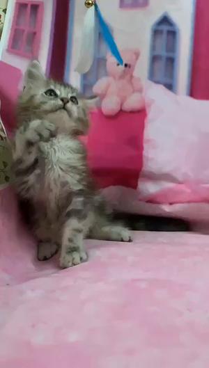 哪里有缅因猫卖的 缅因有什么颜色的