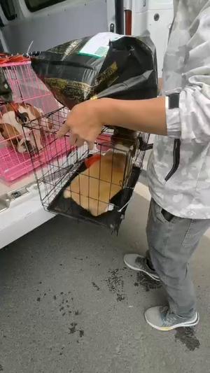 丽水宠物托运专业活体物流猫狗长途邮寄快递