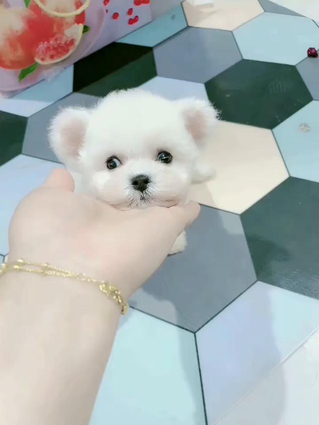 【图】- 潍坊本地出售精品飞耳比熊犬 比熊多少钱 比熊图片 - 潍坊